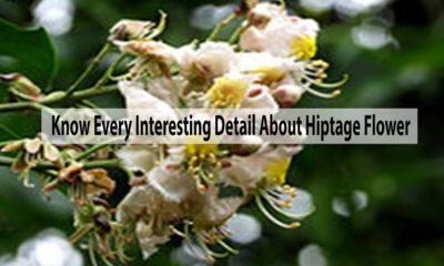 Know Every Interesting Detail About Hiptage Flower