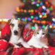 The five Christmas hazards every pet owner should be aware of