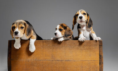 Beagle Puppies - What You Need to Know Before Bringing One Home