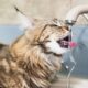 WATCH OUT Urgent warning to dog and cat owners over ‘harmful’ tap water that could be ‘slowly poisoning’