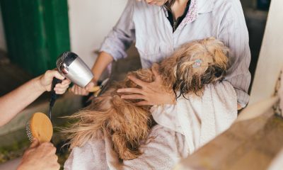 Bowser's Grooming: Revealing the secrets to having a happy, healthy pup