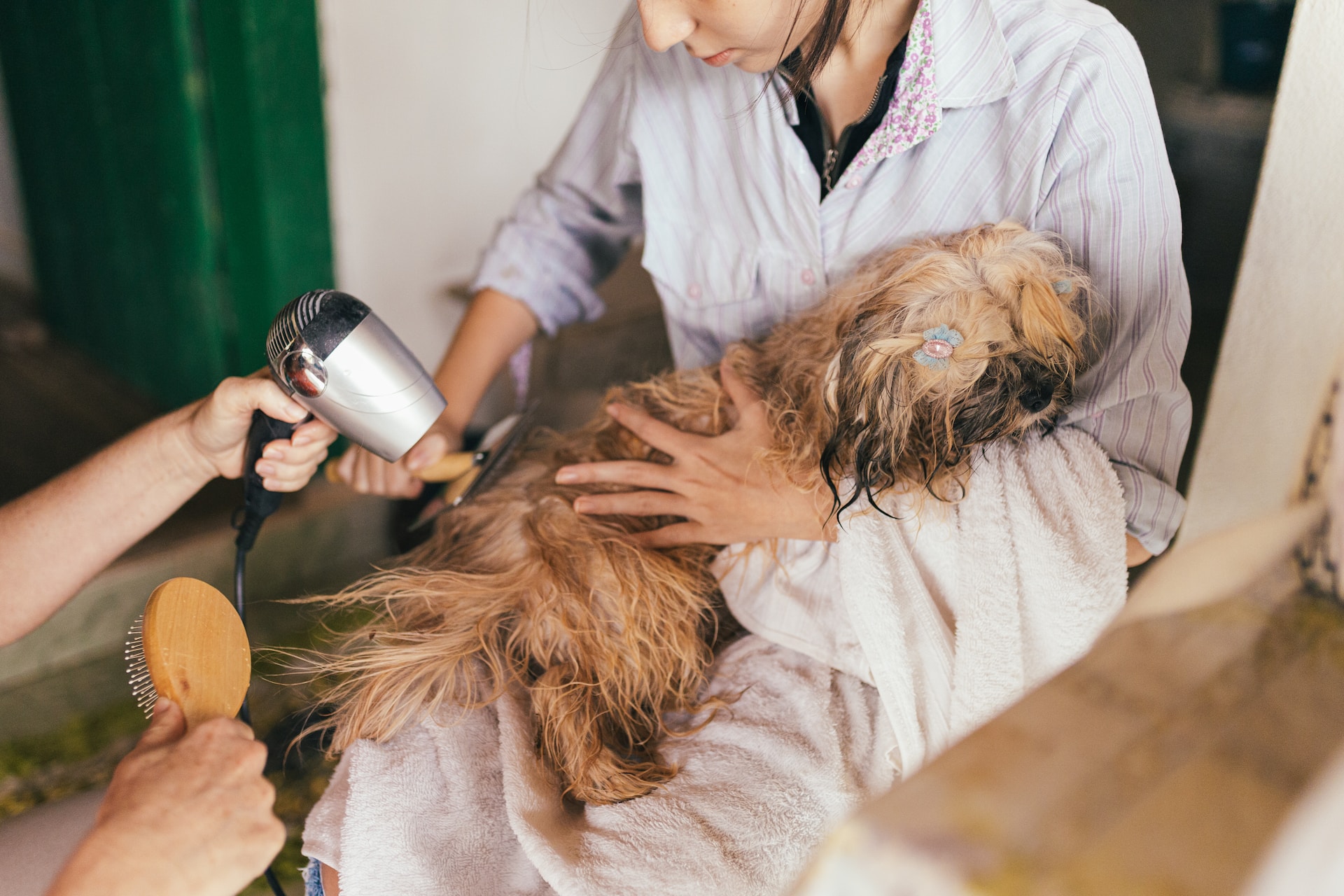 Bowser's Grooming: Revealing the secrets to having a happy, healthy pup